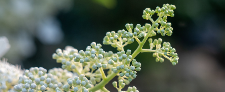 Samphira Oil Bioactive: o ativo vegetal com ação retinol-like que renova a pele com mais conforto
